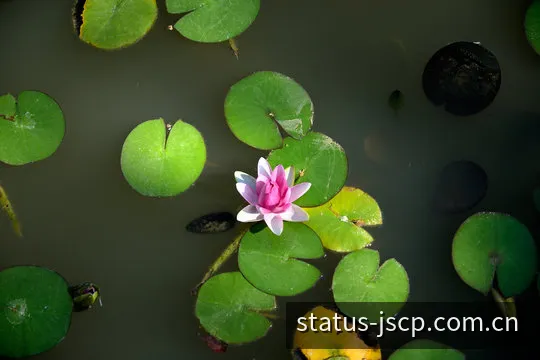 极速彩票开奖状态光电数据看板